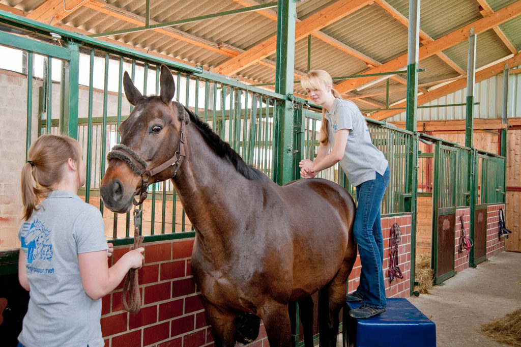 Physiopraktiker, Chiropraktiker und Heilpraktiker für Pferde und Hunde