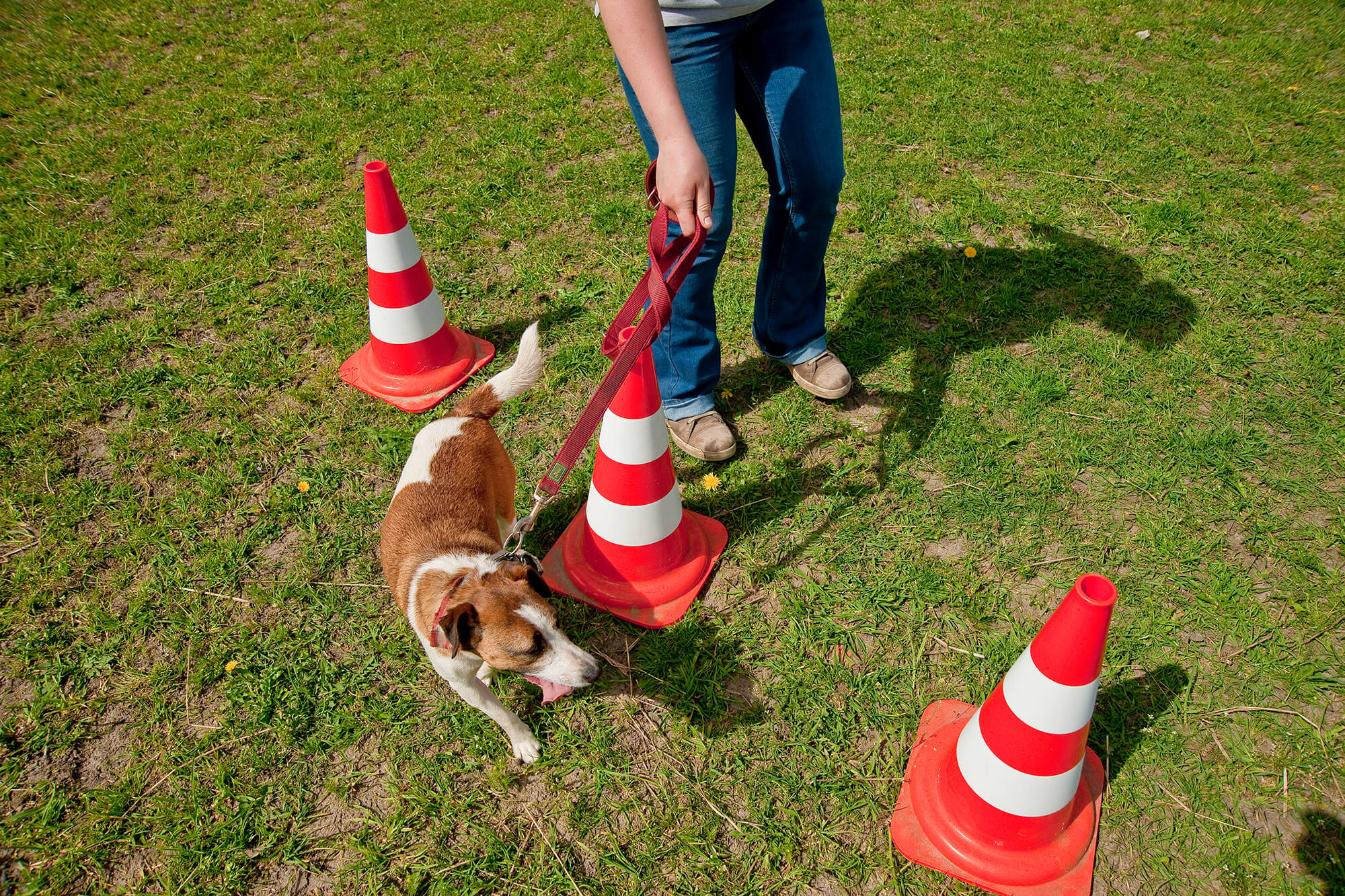 Physiotherapie, Chiropraktik und Heilpraktik für Hunde