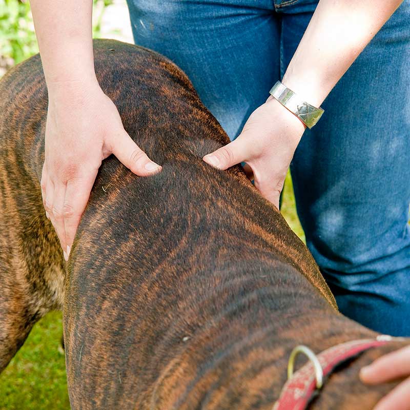 Physiotherapie, Chiropraktik und Heilpraktik für Tiere
