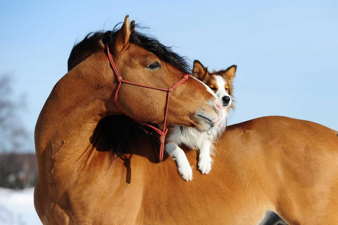 Chiropraktik für Hunde und Pferde