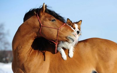 Chiropraktik für Hunde und Pferde