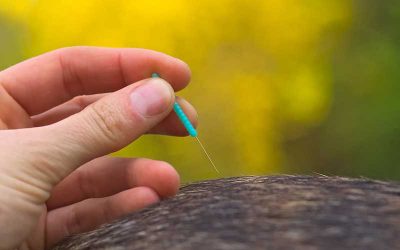 Akupunktur für Pferde und Hunde