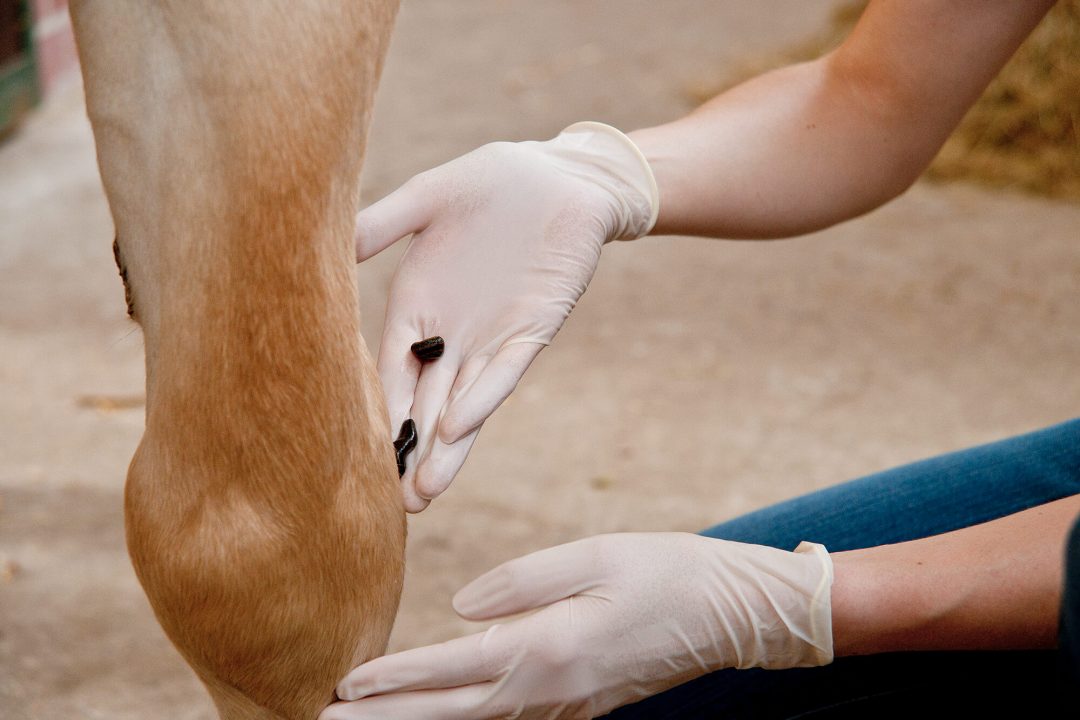 Blutegeltherapie
