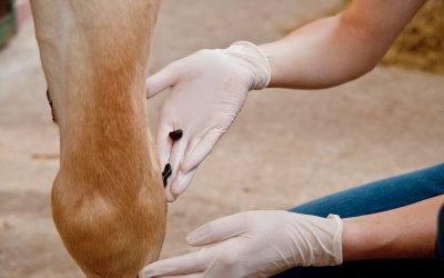 Blutegeltherapie