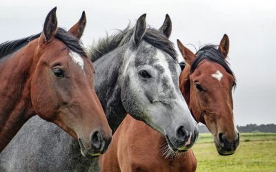 Spat beim Pferd natürlich behandeln