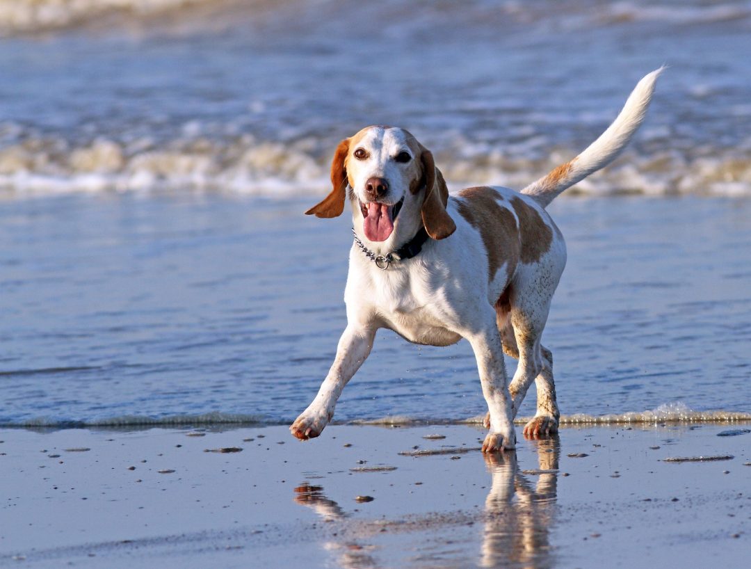 Muskelaufbautraining für Hunde und Pferde