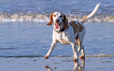 Muskelaufbautraining für Hunde und Pferde