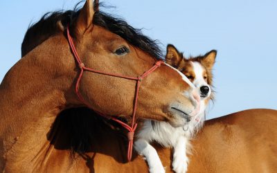 Vortrag zur Physiotherapie, Chiropraktik und Heilpraktik für Pferd und Hund