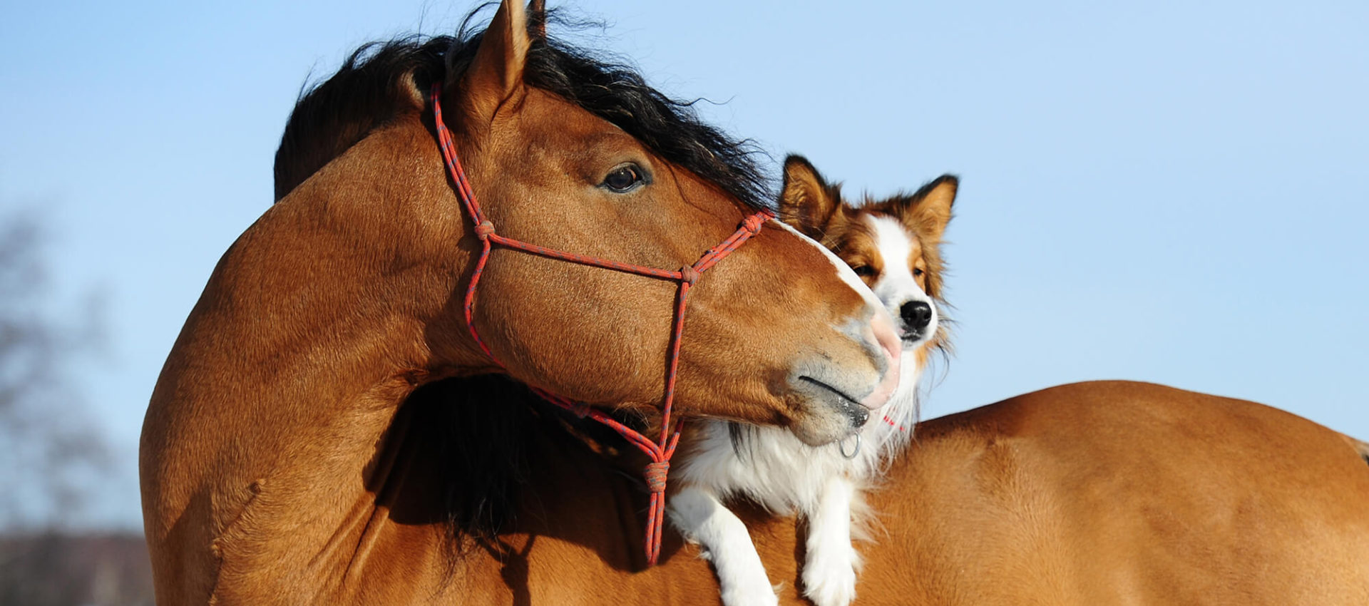 Chiropraktik für Hund & Pferd 1 physiotherapie chiropraktik heilpraktik pferd hannover 4 – Mythen, Nutzen, sanfte Techniken Praxis für Physiotherapie, Chiropraktik, Heilpraktik