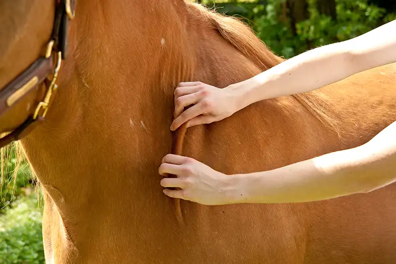 Physiotherapie, Chiropraktik und Heilpraktik für Tiere